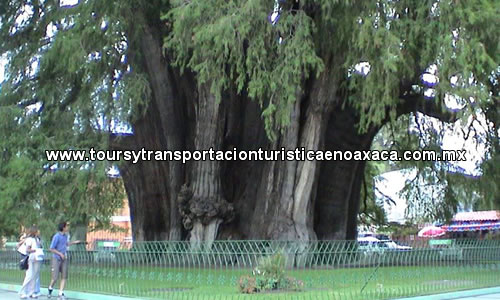 Arbol del Tule Oaxaca